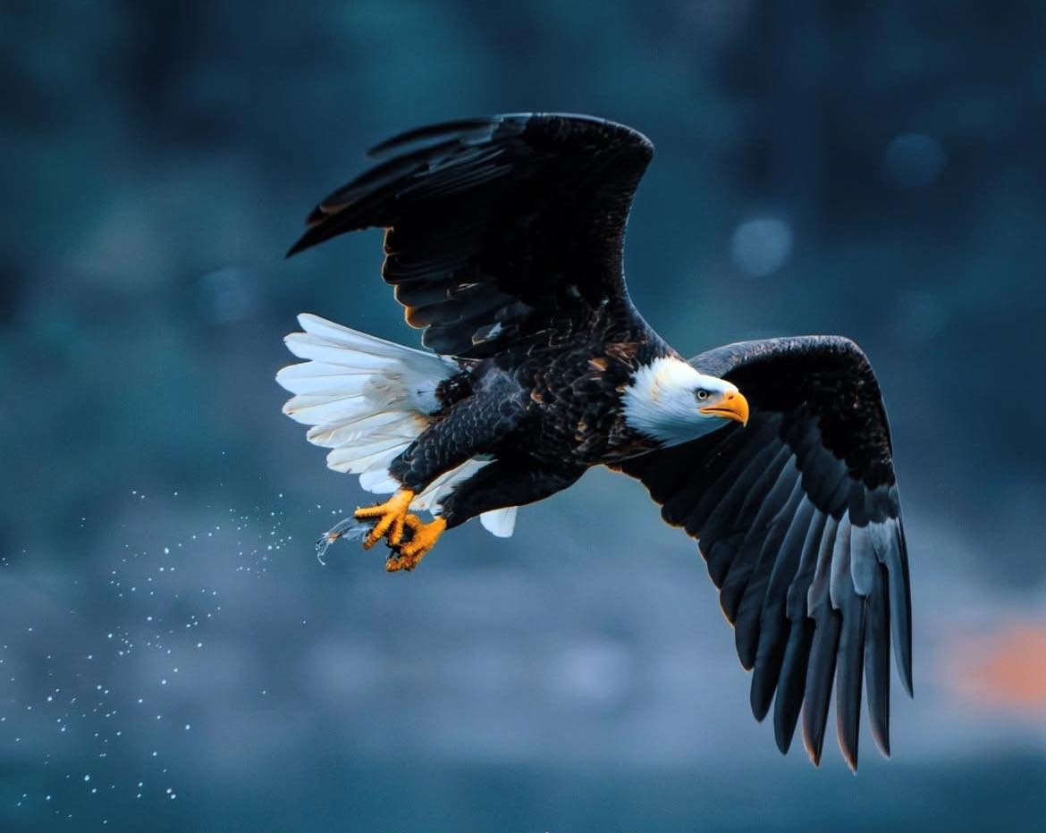 Eagle in flight